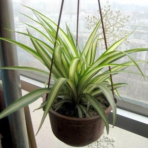 纯绿吊兰金心吊兰垂盘草桂兰葡萄兰浙鹤兰八叶兰