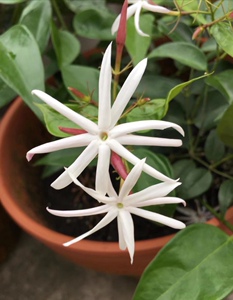 越南亮叶笔尖茉莉亮叶素馨重瓣笔尖茉莉花苗迷你盆栽阳台可爱驱蚊