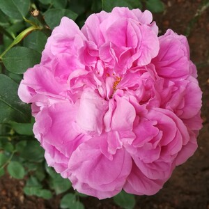 经典国月 西枝牡丹 无刺藤本月季 紫红大花勤开浓香多季