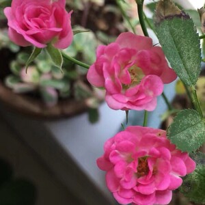 00大威花木苗圃基地淘宝日本超微金平糖月季花苗四季卉迷你微型玫瑰