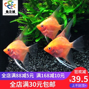 鱼之城红精灵仙红魔鬼神仙红色燕鱼红玻璃仙热带草缸观赏鱼活体