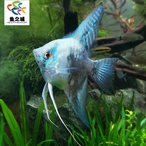 蓝魔鬼燕鱼