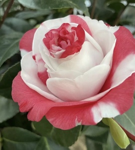 吉普赛女郎茶花苗福建龙岩稀有精品名贵复色花卉盆栽产地直销包邮