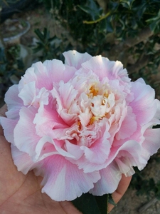 超级赛牡丹白天鹅三赛系列茶花苗福建龙岩产地直销包邮经典宝贝