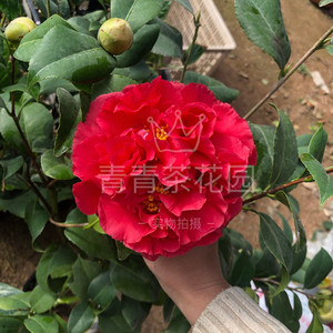 克瑞墨大牡丹红香茶茶花苗巨花型有香味树苗绿植花卉盆栽包邮