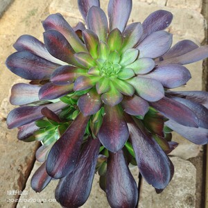 花纳法师绿野仙踪多肉植物春季秋季阳台庭院家庭办公园艺绿植.