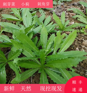 刺芽菜中国大陆山东省新鲜刺角刺芽刺菜萋萋菜刺儿芽小蓟草野生