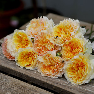 小鼹鼠园艺家 暖杏黄月季魔力牛莫林纽克斯浓香丰花多头少刺