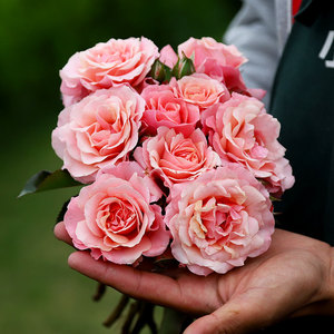 小鼹鼠园艺家 波提雪莉月季花苗280天开花耐热抗病低维护阳台盆栽