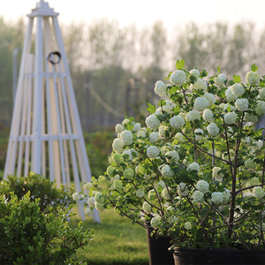 小鼹鼠园艺家欧洲木绣球花苗玫瑰春天开花白色雪球花灌木好养