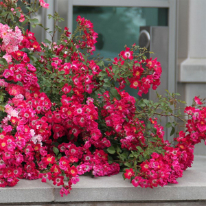 小鼹鼠园艺家 地被月季天鹅绒地毯红色多头四季开花抗病易养护