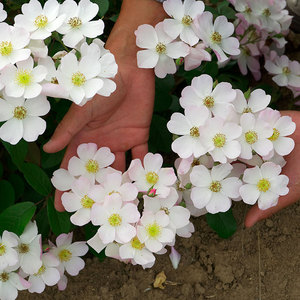 小鼹鼠园艺家丽达玫瑰淡雅清新月季淡粉色单瓣花量大多季节开花