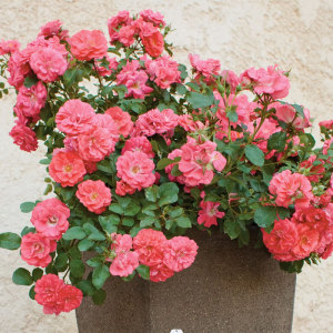 新品 重瓣珊瑚地毯月季鲑红色280天持续开花适合地被勤花抗病盆栽
