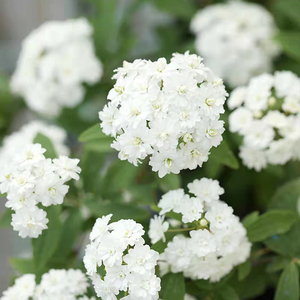 重瓣绣线菊八重小手球白色耐寒抗病皮实好养观花花园庭院盆栽花卉