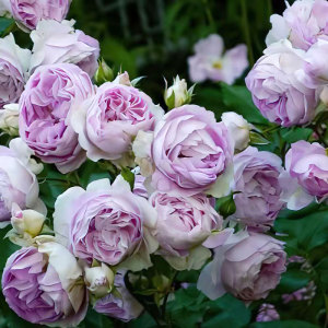 特价小鼹鼠园艺家蓝宝石月季花苗saphir蓝粉色大花多头花园玫瑰