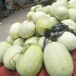 三白西瓜