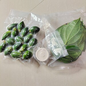 海南万宁三亚本地青果青槟榔带配荖叶贝壳粉涂抹使用圆通