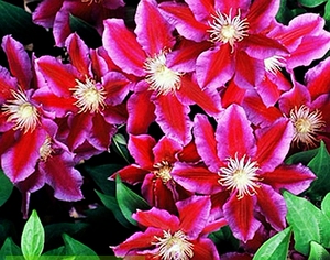 哈尼亚铁线莲,藤本皇后,爬藤花卉,耐寒