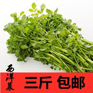 正常发】广东西洋菜 新鲜 豆瓣菜 很嫩的打火锅的西洋菜3斤装包邮