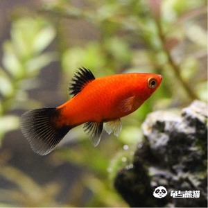 南京本地上门红斑马黑尾大勾黑尾月光孔雀鱼热带鱼活动中