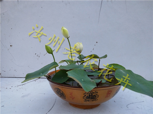 汝州老农花卉真碗莲微型小型荷花迷你碗莲种藕鞭成品小苗小碧玉