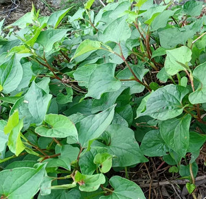 新鲜鱼腥草折耳根节节根山上采摘炖汤凉拌养生茶中药材1斤包邮
