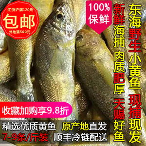 东海舟山宁波海捕小黄鱼新鲜鲜活冰鲜黄花鱼海鲜水产2斤7-9条每斤