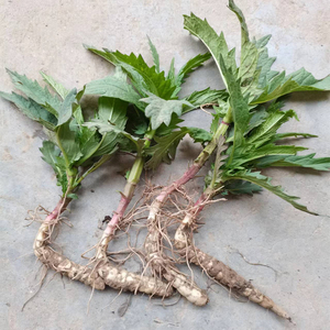 现挖地笋根块 银条参 地溜根块可种植种苗现挖种根地参果实种苗