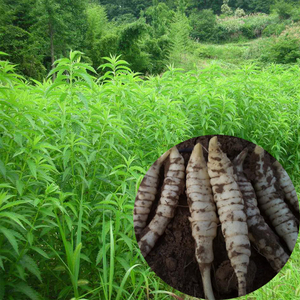 福建山和淘宝福建山里5斤地参新鲜地参种子地虫草