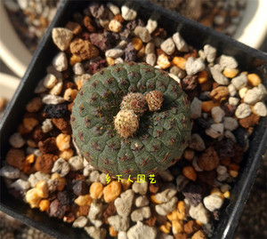 801人付款淘宝丛蜗 | 貂之子实生仙人球士童属小型开花趴刺不扎手仙人