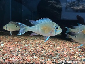 出野生圣塔伦黄腹月亮宝石f1