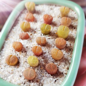 日系天鹅绒糖果彩色风铃玉母本荧光生石花肉锥宿舍女生办公桌多肉