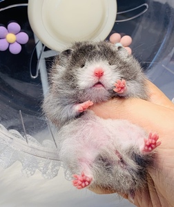 黑波利仓鼠波利纹熊金丝熊活鼠卷毛熊长毛熊高端精品熊包邮包活