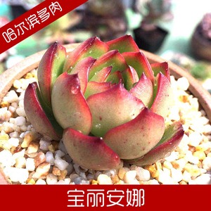 哈尔滨多肉植物宝丽安娜 保利安娜 宝莉安娜新手多肉植物绿植盆栽