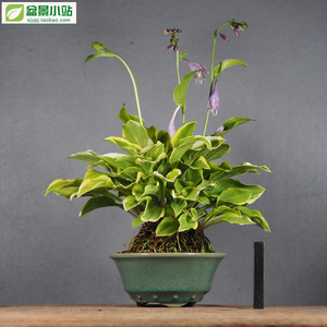 爆盆老草 日本姬玉簪 精品山野草盆栽 稀有品种