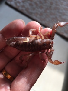 印度红蝎