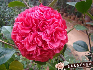 玛丽安茶花