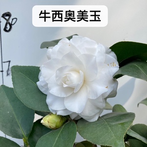 牛西奥茶花系列图片