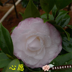 茶花心愿
