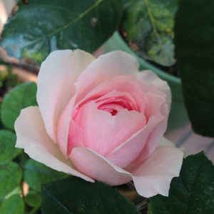 新品伊芙口红诱惑系列saki morered月季花苗粉色大花浓香四季开花