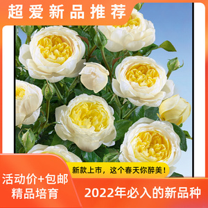 新品【柠檬雪酪大赦国际月季大小扦插苗】藤本花浓香四季庭院耐寒