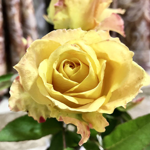 新品乌列天使月季大苗/神之焰uriel中香河本天堂系列河本纯子作品