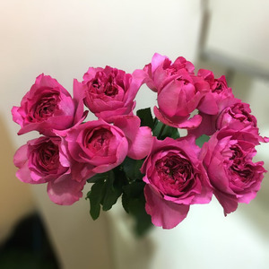 新品伊芙花环月季花大花浓香四季开花系列灌木盆栽超新品扦插小苗