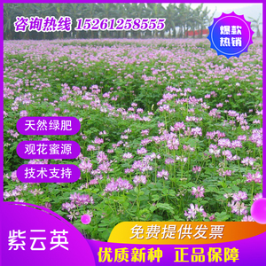 紫云英种子红花草种籽绿肥籽翘摇芽苗菜观花养蜜蜂蜜源种牧草种