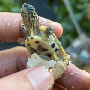 500人付款淘宝中华草龟活物乌龟下蛋种龟母大金线龟公母黑腹龟皖南