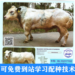 云南种公牛冻精站图片