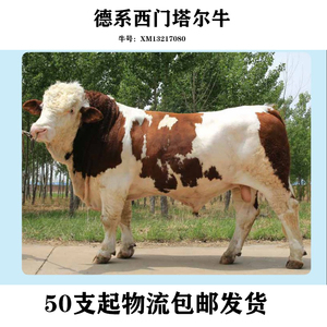 德系西门塔尔牛种公牛冷冻精液精子 进口牛冻精活牛纯种精液