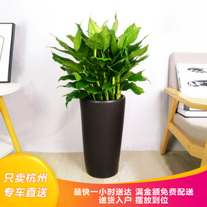 广东万年青绿色植物盆栽花卉花木办公室前台过道好活杭州同城配送
