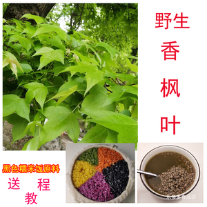 新鲜枫叶广西五色糯米饭食用植物染料黑色枫树叶七彩糯米饭乌米饭