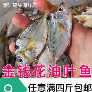 油叶鱼金钱花潮汕海捕煲汤小海鱼汤鲜美树叶仔金钱鱼花令仔500g